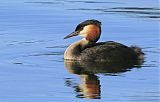 Great Crested Grebe